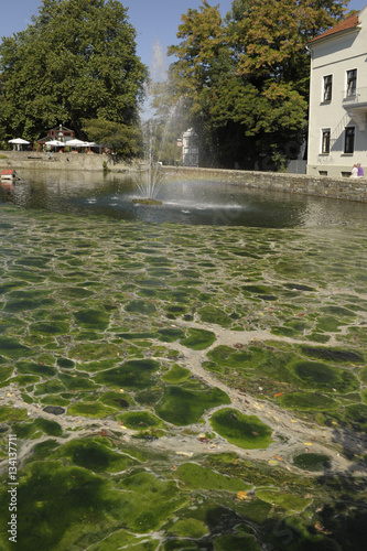 Algen befahlen den Großen Teich in Soest