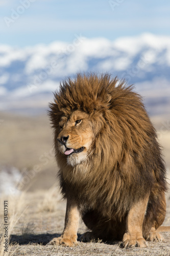 Rare captive Male Barbary Lion