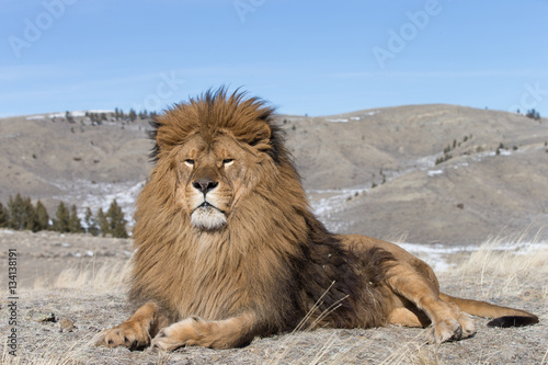 Rare captive Male Barbary Lion