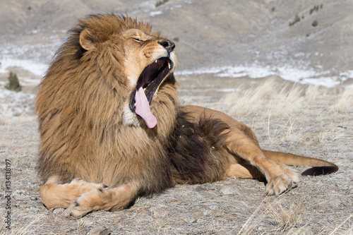 Fototapeta Naklejka Na Ścianę i Meble -  Rare captive Male Barbary Lion