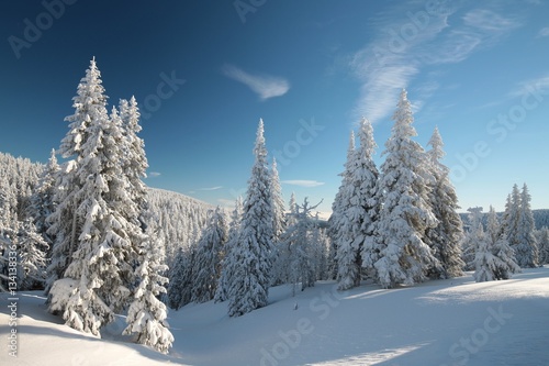 Spruce trees covered with snow on a mountain slope