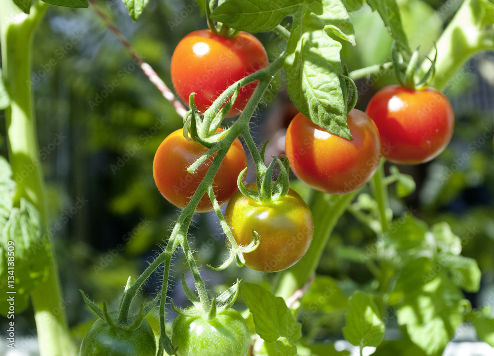 Reife und unreife Tomaten an einem Tomatenstrauch, Freilandanbau, Solanum lycopersicum