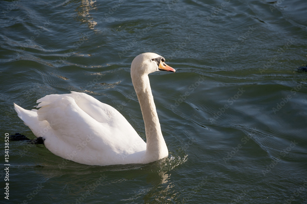 Fototapeta premium Group of swans floating near to shore