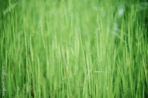 Green grass field suitable for backgrounds or wallpapers, natural seasonal landscape. © Roxana