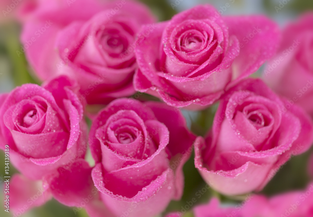 Pink roses still life Pink roses still life