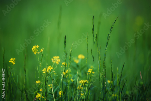 Fototapeta Naklejka Na Ścianę i Meble -  Green grass field with yellow meadow flowers suitable for backgrounds or wallpapers, natural seasonal landscape.