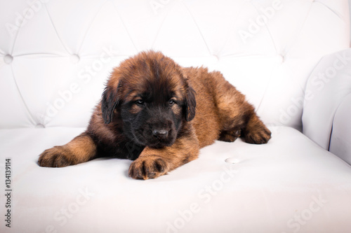 leonberger puppy on a white sofa © Pepsona
