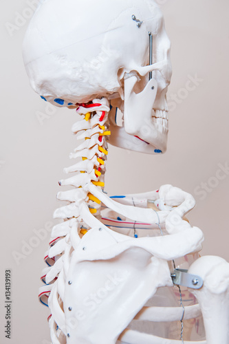 Close up human skeleton anatomical model. Medical clinic concept. Selective focus