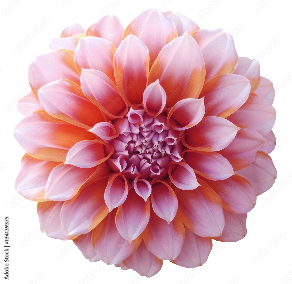 Dahlia red orange   flower ,variegated flower, white background isolated  with clipping path. Closeup. with no shadows. for design.