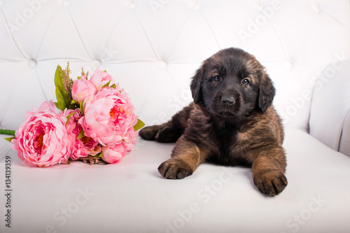 leonberger puppy on a white sofa