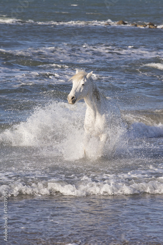 White horses of Camargue France © Dennis Donohue