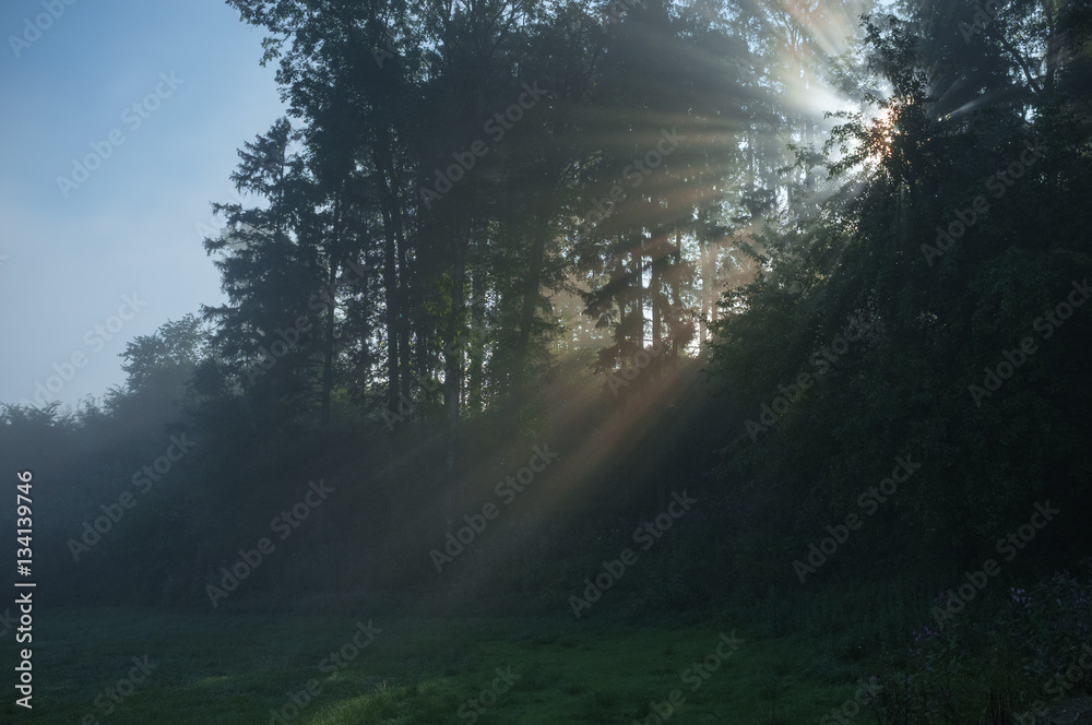 Sun rays shining through trees in the morning