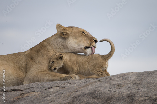 Lioness with cub on rocks in Tanzania