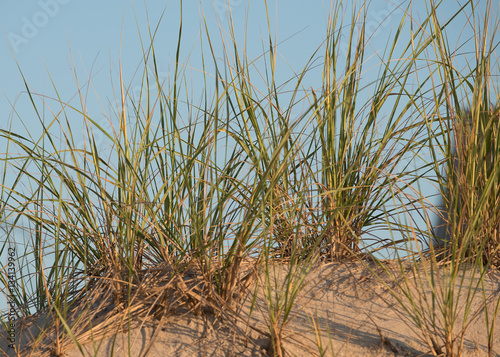 Dune grass