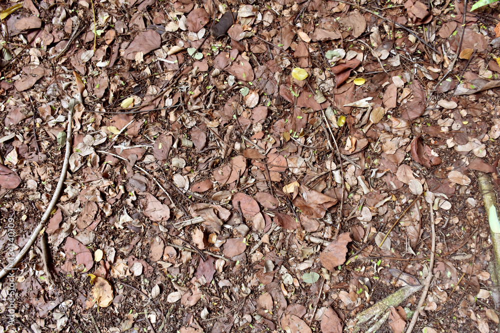 Ground with a mixture of soil, rocks, leaves.
