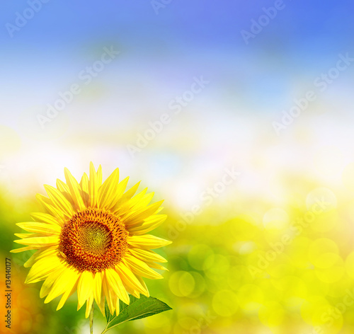 Beautiful sunflower field in summer.