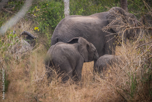 Familia de elefantes em plena selva