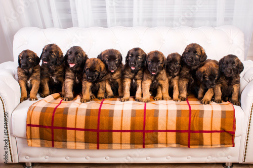 leonberger puppy on a white sofa