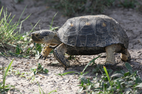 Texas Tortoise - Gopherus berlandieri