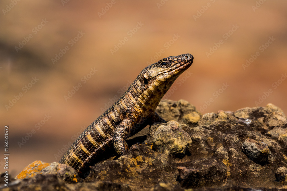 Obraz premium Rough Scaled Plated Lizard