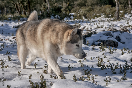 hermoso alaskan malamute en un entorno nevado © Antonio ciero