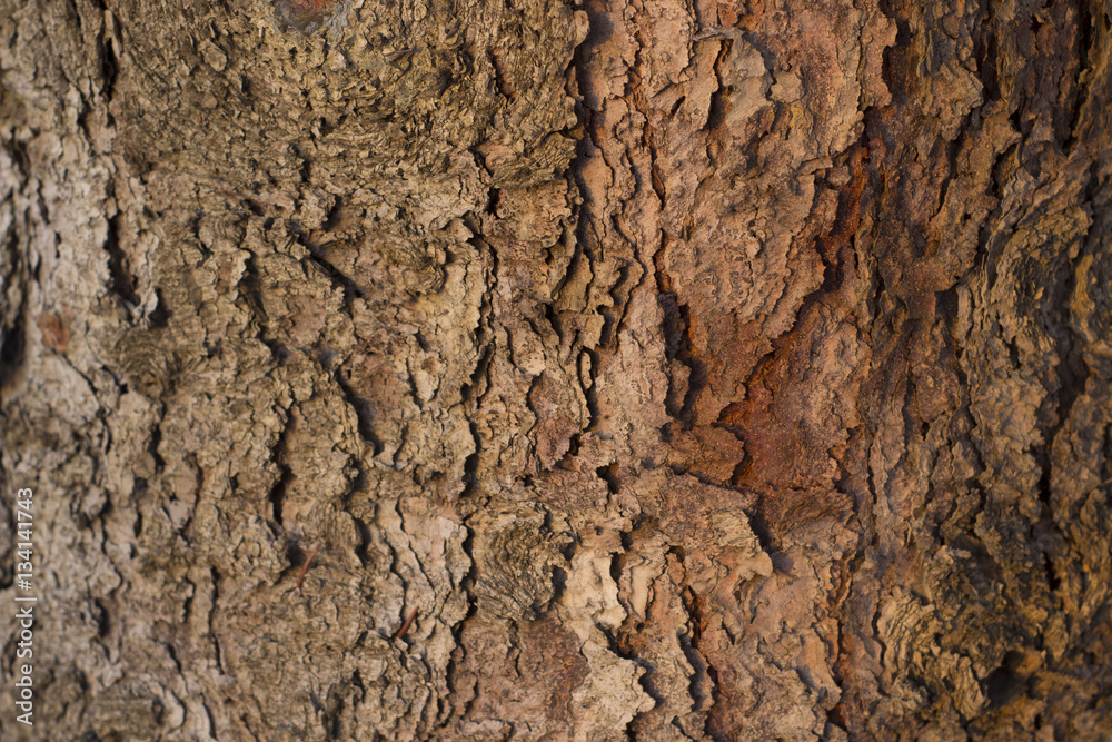 Background with Wood Texture Background with Wood Texture