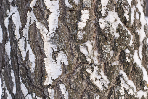 Texture of Birch Bark