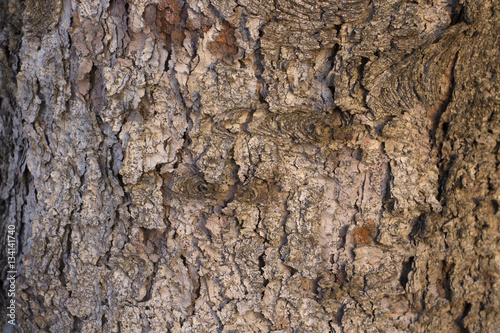 Background with Brown Wood Bark