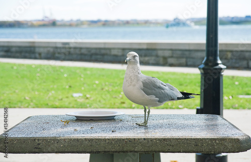 Seagull on a table in the street