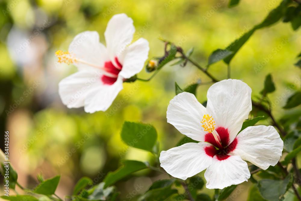 Fototapeta premium flowers white with red