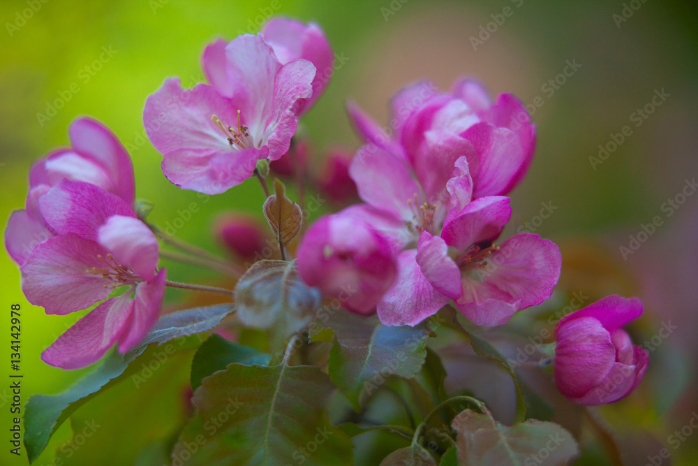 Fototapeta premium Buds organic apples on beautiful background