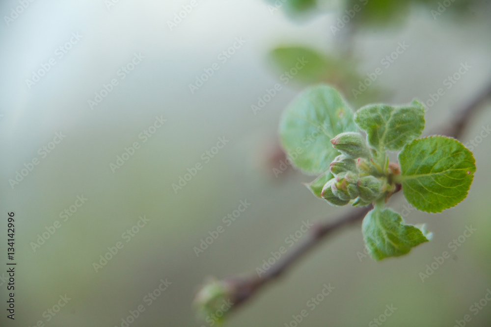 Buds organic apples on beautiful background Buds organic apples on beautiful background