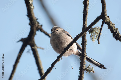 Long-tailed Tit, Tit, Aegithalos caudatus