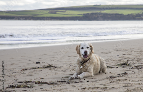 happy dog laying on beach ready to play