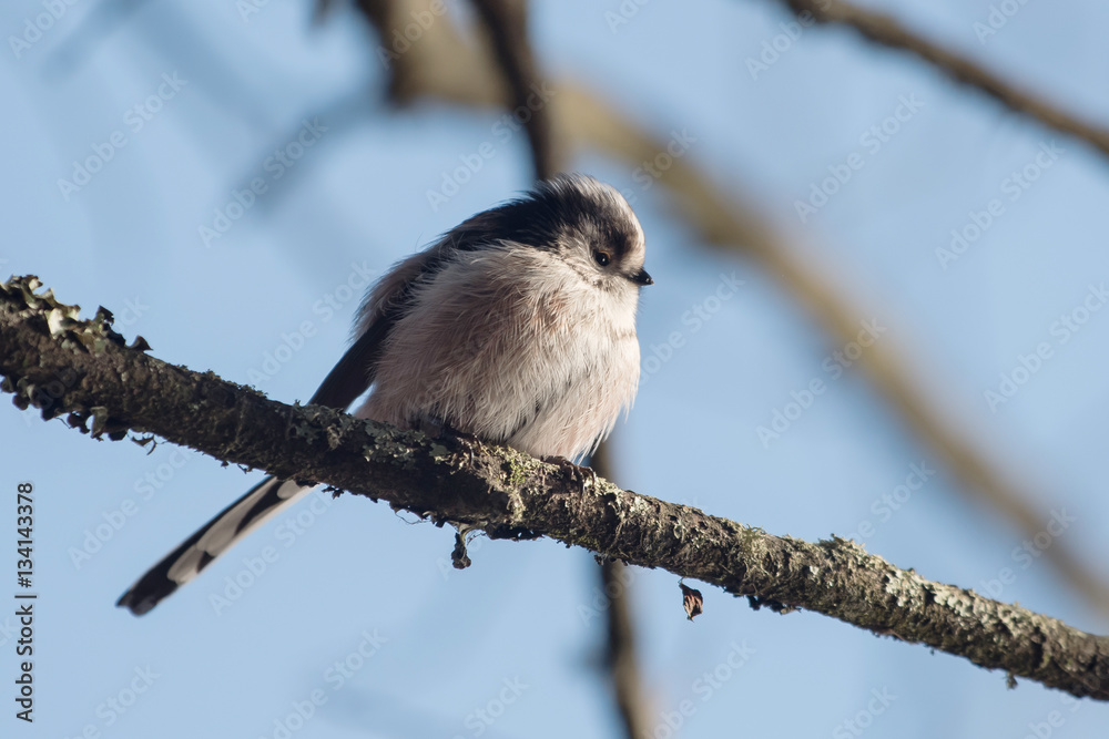 Fototapeta premium Long-tailed Tit, Tit, Aegithalos caudatus
