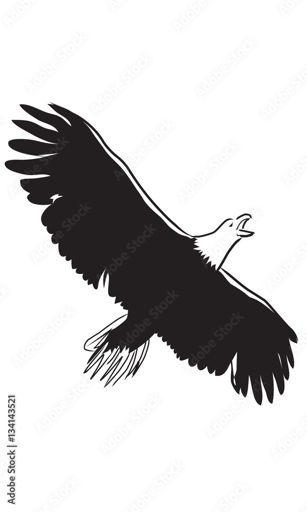 Naklejka premium Eagle Flying
