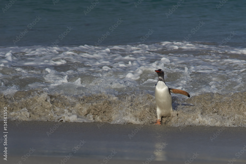 Fototapeta premium Gentoo Penguin (Pygoscelis papua) coming ashore on a sandy beach on Bleaker Island in the Falkland Islands.