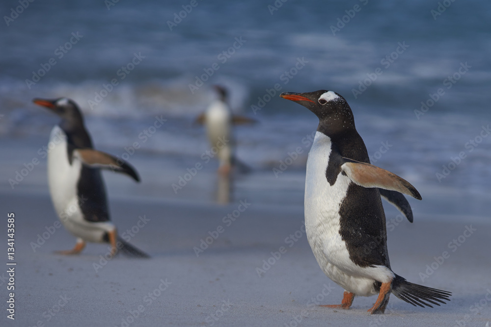 Fototapeta premium Gentoo Penguins (Pygoscelis papua) on a sandy beach on Bleaker Island in the Falkland Islands.