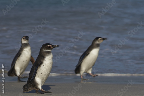 Juvenile Magellanic penguins  Spheniscus magellanicus  on a large sandy beach on Bleaker Island in the Falkland Islands.