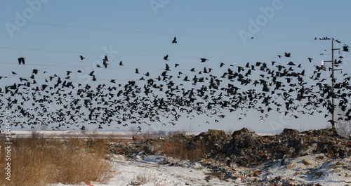 Flock of birds on landfill, Rook and Jackdaw