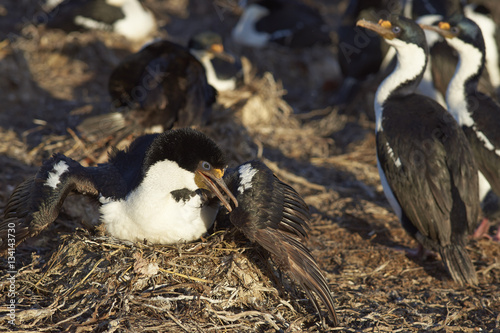 Nesting Imperial Shag (Phalacrocorax atriceps albiventer) on the edge of a large colony on Bleaker Island in the Falkland Islands
