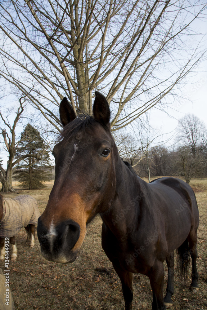 Obraz premium horse portrait