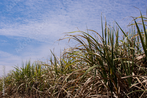 Sugar cane plantations in the green garden