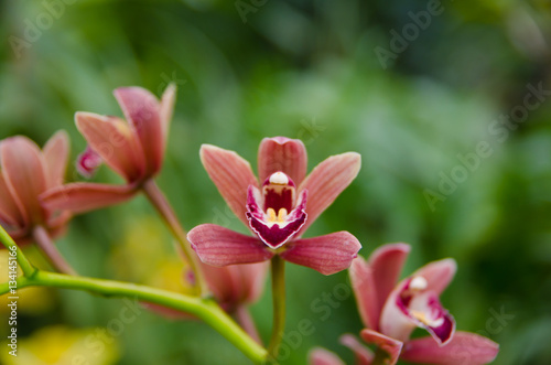 Orchid - the queen of flowers  bloomed in a botanical garden.
