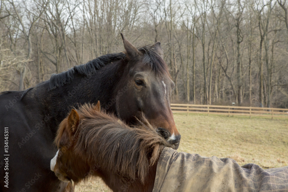 Obraz premium Horse Friends