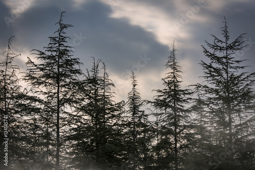 Spooky black forest  pine trees  sunset over horror hill