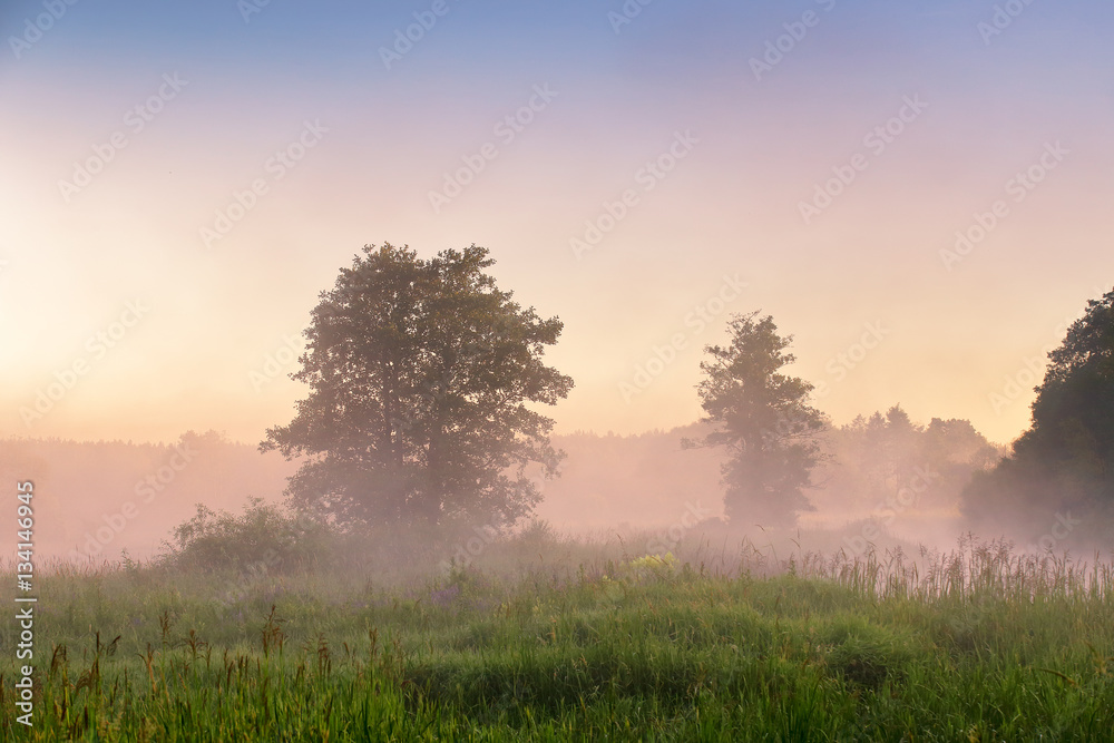 Fototapeta premium Summer misty dawn on the bog. Foggy swamp in the morning.