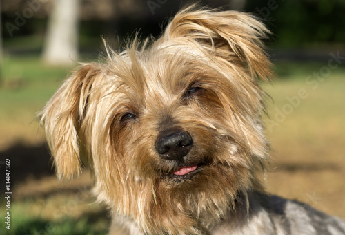 Surprised dog. Doggy with curiosity expression raising his ears. Close-up of eyes narrowed by the sun. Dog tilting his head Hey what's up, brown Yorkshire Terrier doggie. Blurry background