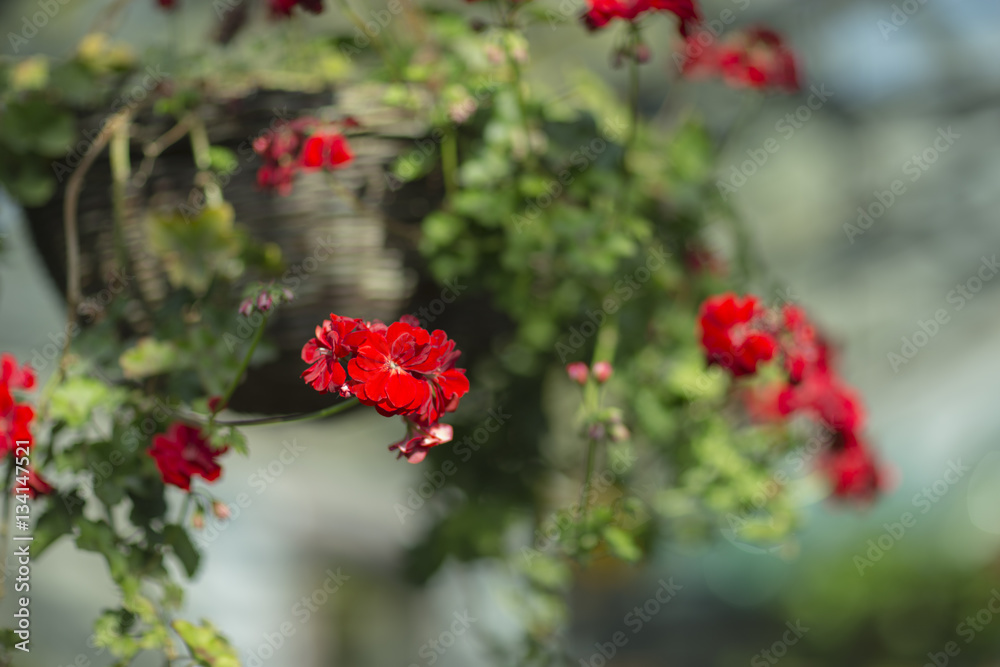 The plant with bright red flowers in a basket.
