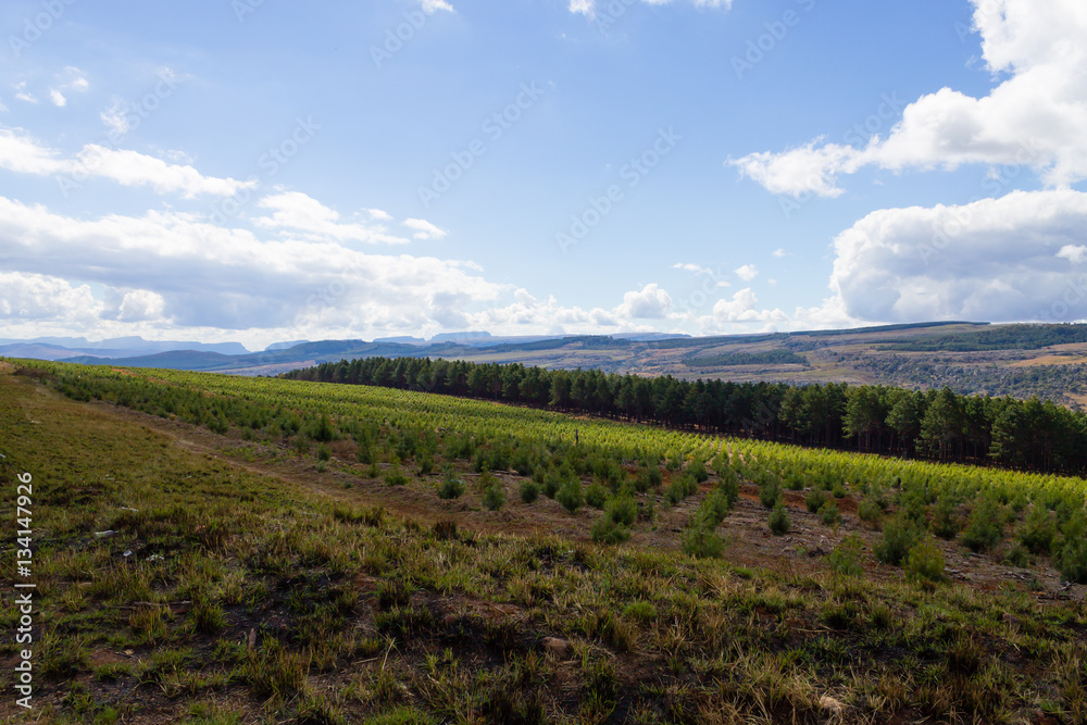 Panorama from South Africa